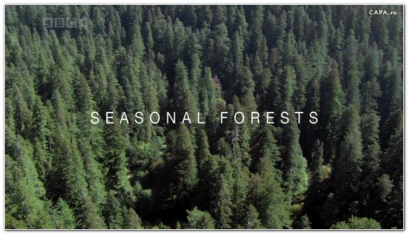 bbc.  .   (bbc. planet earth. seasonal forests)
